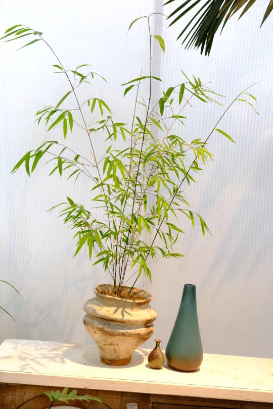 贵阳｜ 新中式盆栽绿植
