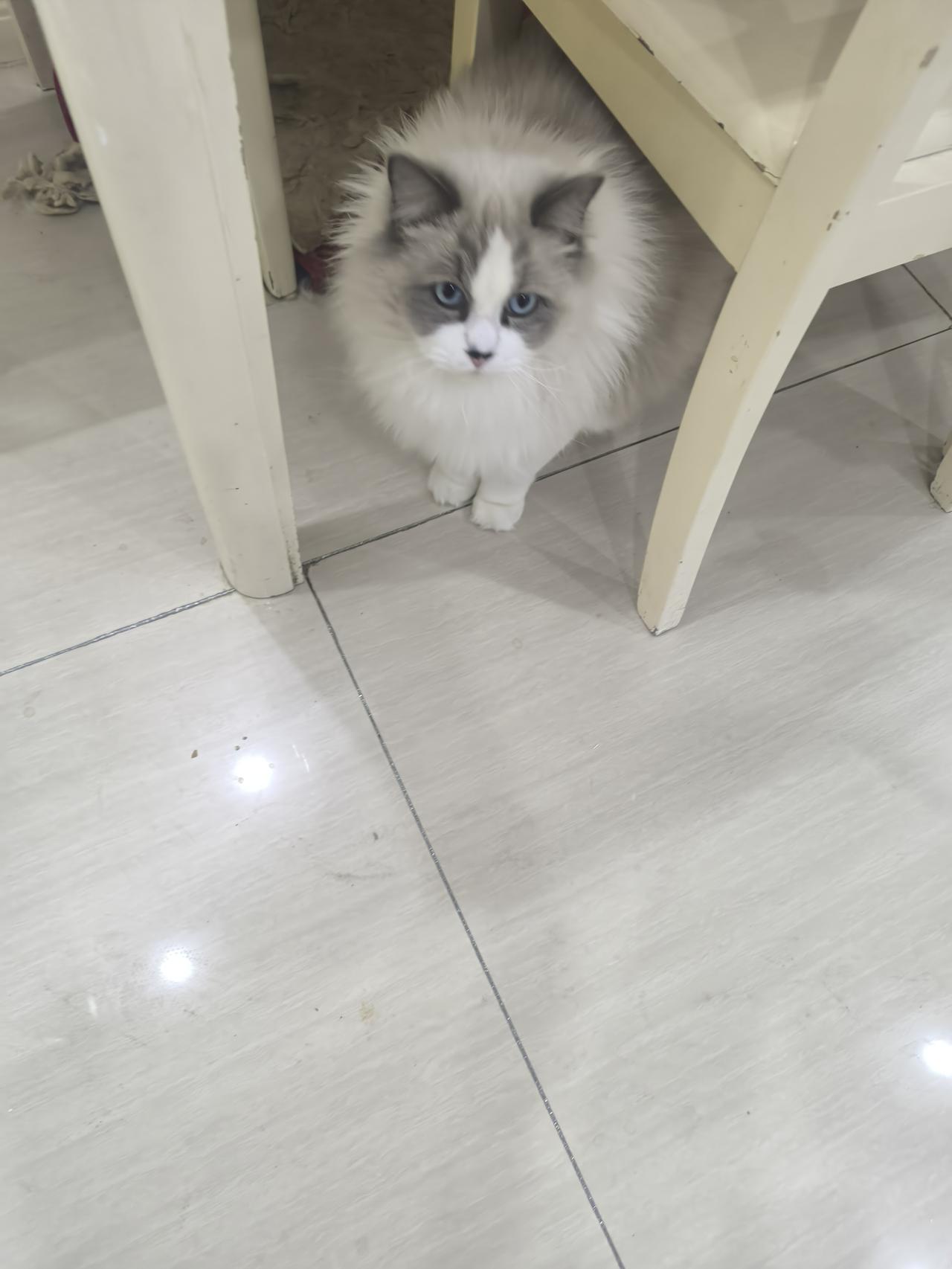 躲在桌子底下，这眼神，好好可怕哦🙄