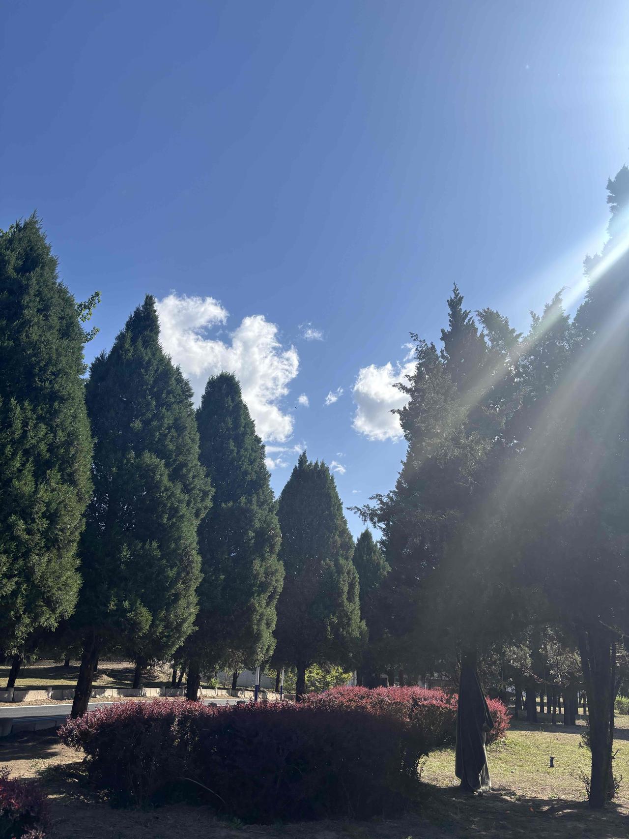 随拍松树这是刚在河边跑步时拍的照片，这里松树繁茂，成景观之美。