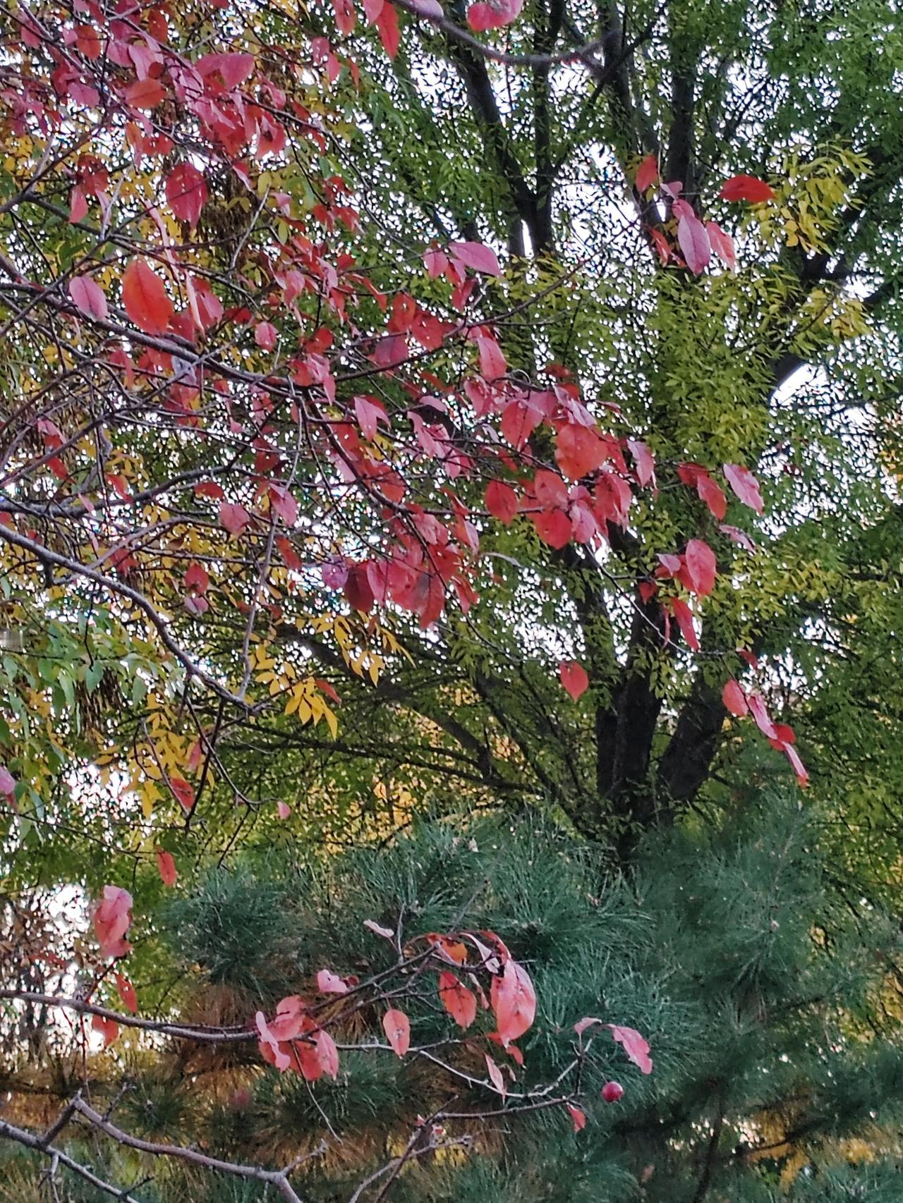 上联：刹那芳华转瞬逝，求下联须臾美梦瞬间消