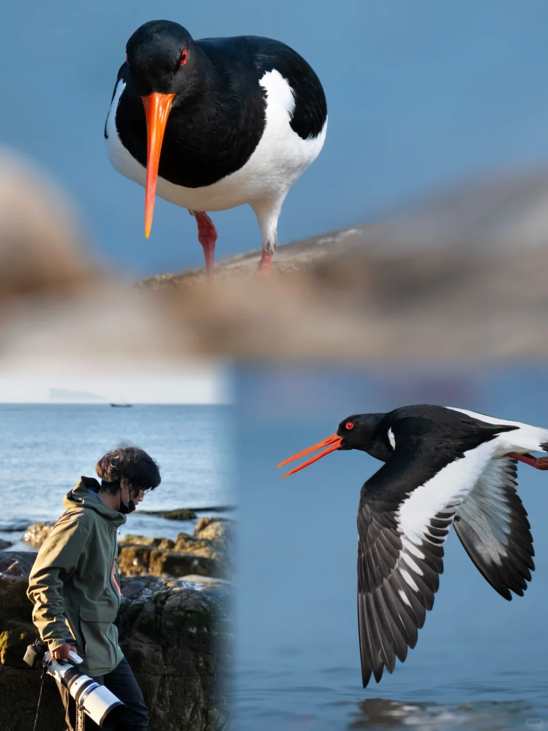 登上渤海无人小岛，发现一群成精的胡萝卜🥕