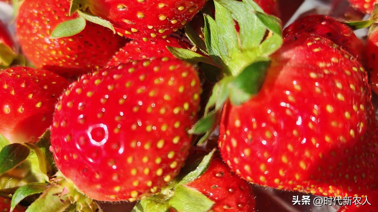 秋日生活打卡季四季草莓，来自崇礼莓好庄园！