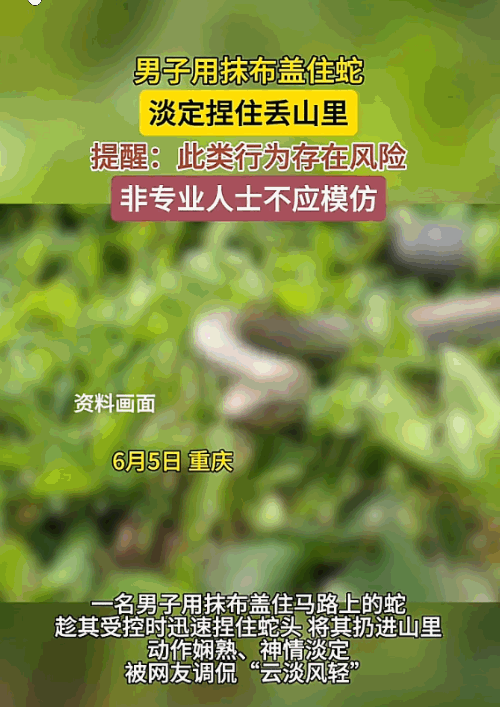 胆子太大了！重庆，一位男子看见马路中央盘着一条蛇，随后抄起一块抹布，看准时机猛地