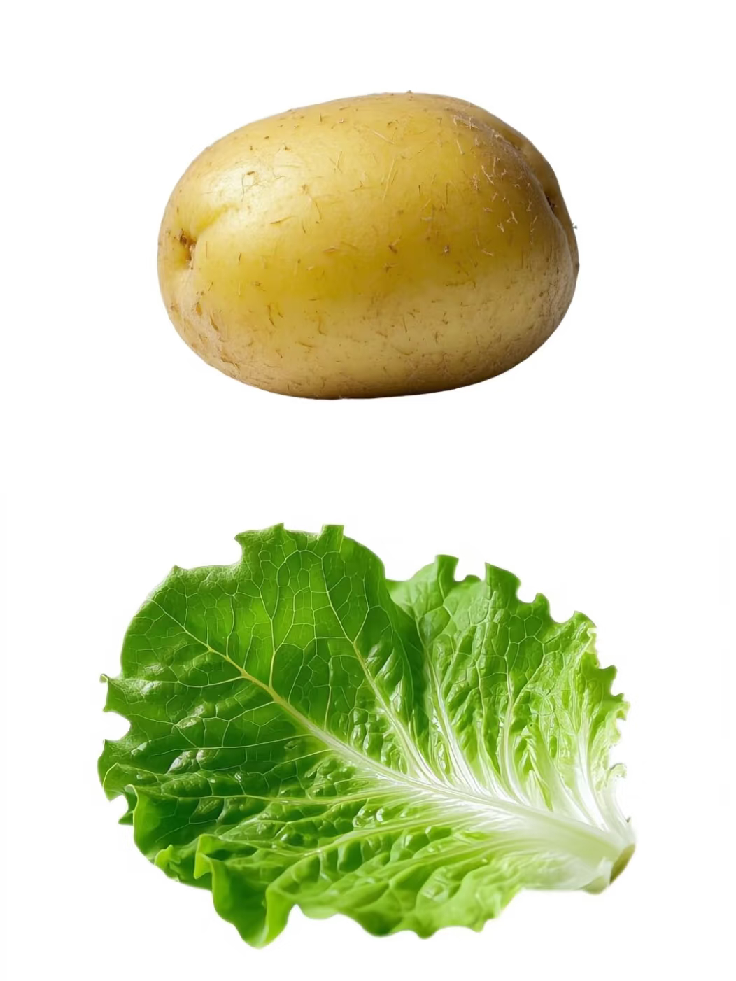 生菜是最伟大的蔬菜同意！！吃烤肉搭配生菜好吃😋涮火锅也好吃耗油生菜也好吃做成蔬