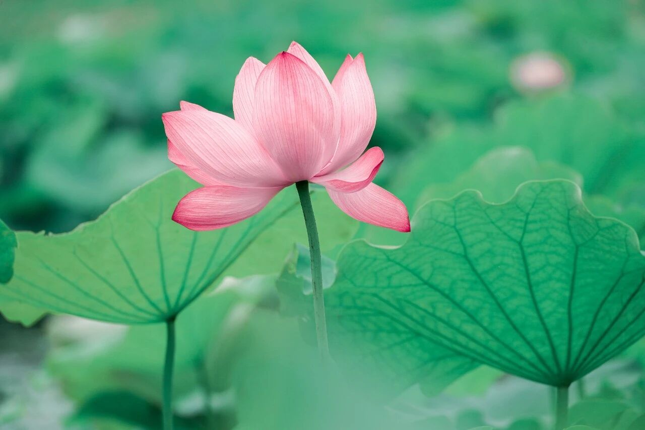 今日小暑 今天9时57分，我们迎来夏天的第五个节气：小暑。小暑的到来，意味着盛夏