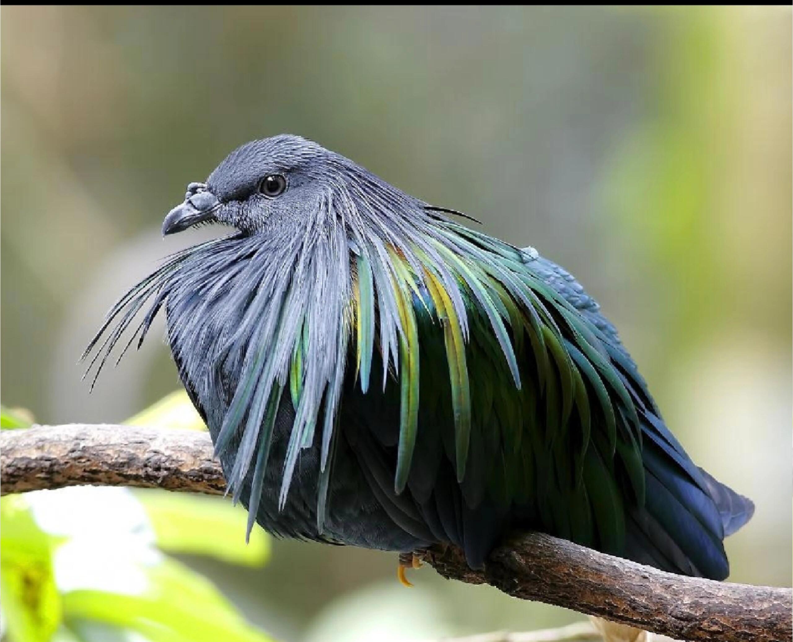 🦜家人们！今天必须带你们认识一位现实版“梦幻精灵”——尼柯巴鸠！它一出现，连《