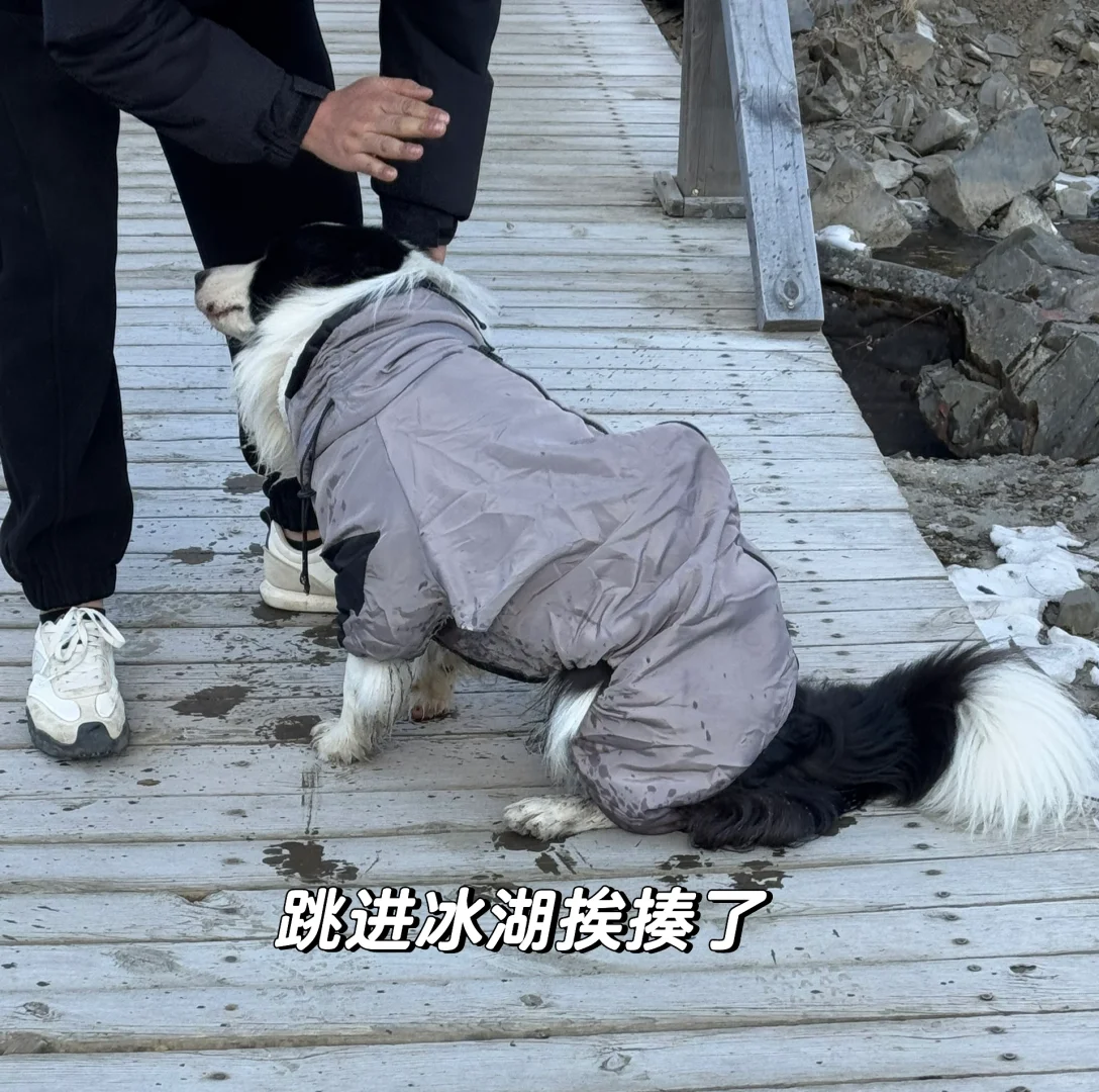 你见过结冰的小狗吗！