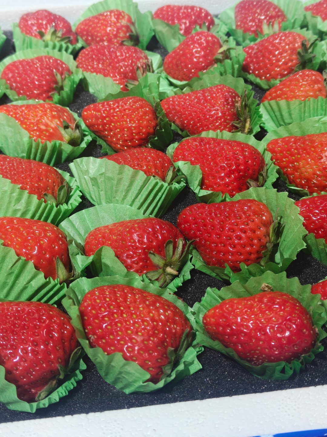 草莓价格跌至1元一斤我刚从我们这儿水果店出来，草莓15/斤，老板让我到网上买1块