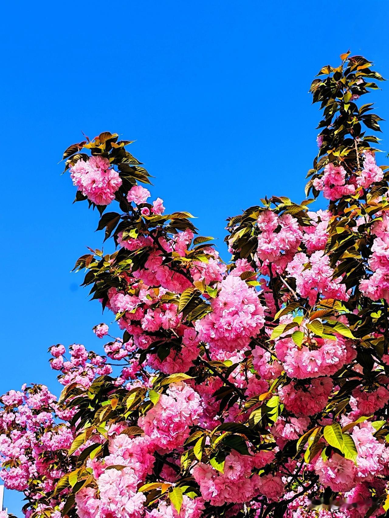 粉嫩樱花树，春日浪漫绽放！🌸🌸🌸