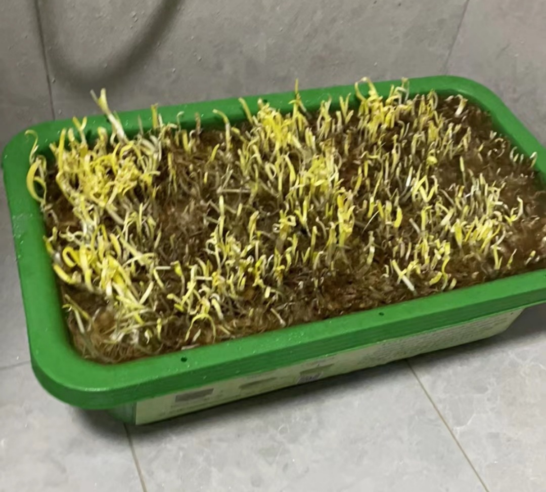 种的韭菜生长茂盛，拟春节前收割几茬……  ​​​