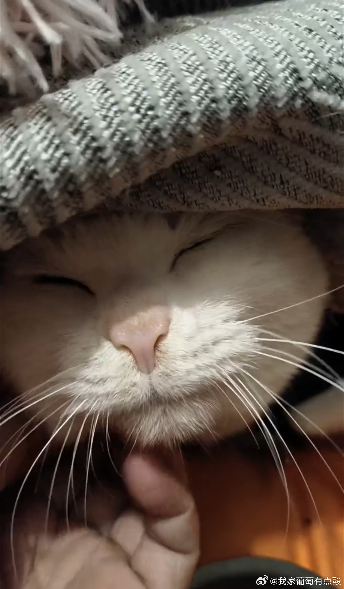 还是老了啊，葡锅变得好怕冷想当年……唉葡锅锅日常吸猫年度高萌瞬间