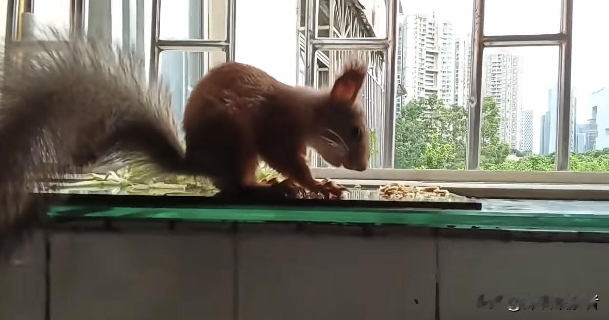 这只小松鼠从主人的车兜里偷偷溜出来，迷路了。先是在户外游荡了四天时间，然后在我家