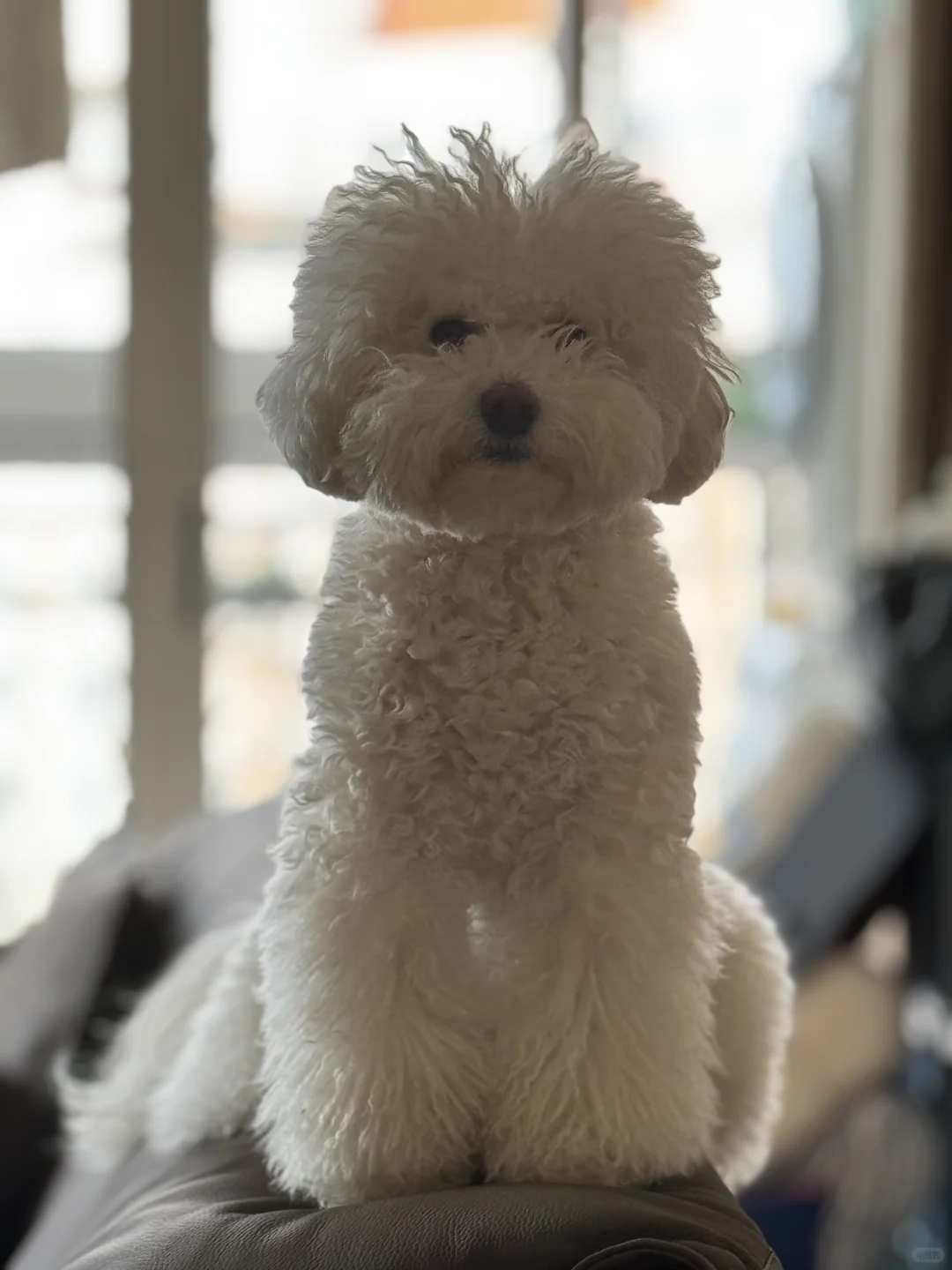 【Umi&Milky】生病的主人和没打理的村狗