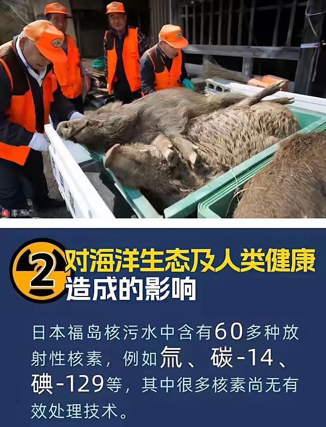 瞒了整整十五年，结果被福岛野外的几头野猪无情戳穿，日本核污染谎言彻底藏不住了。