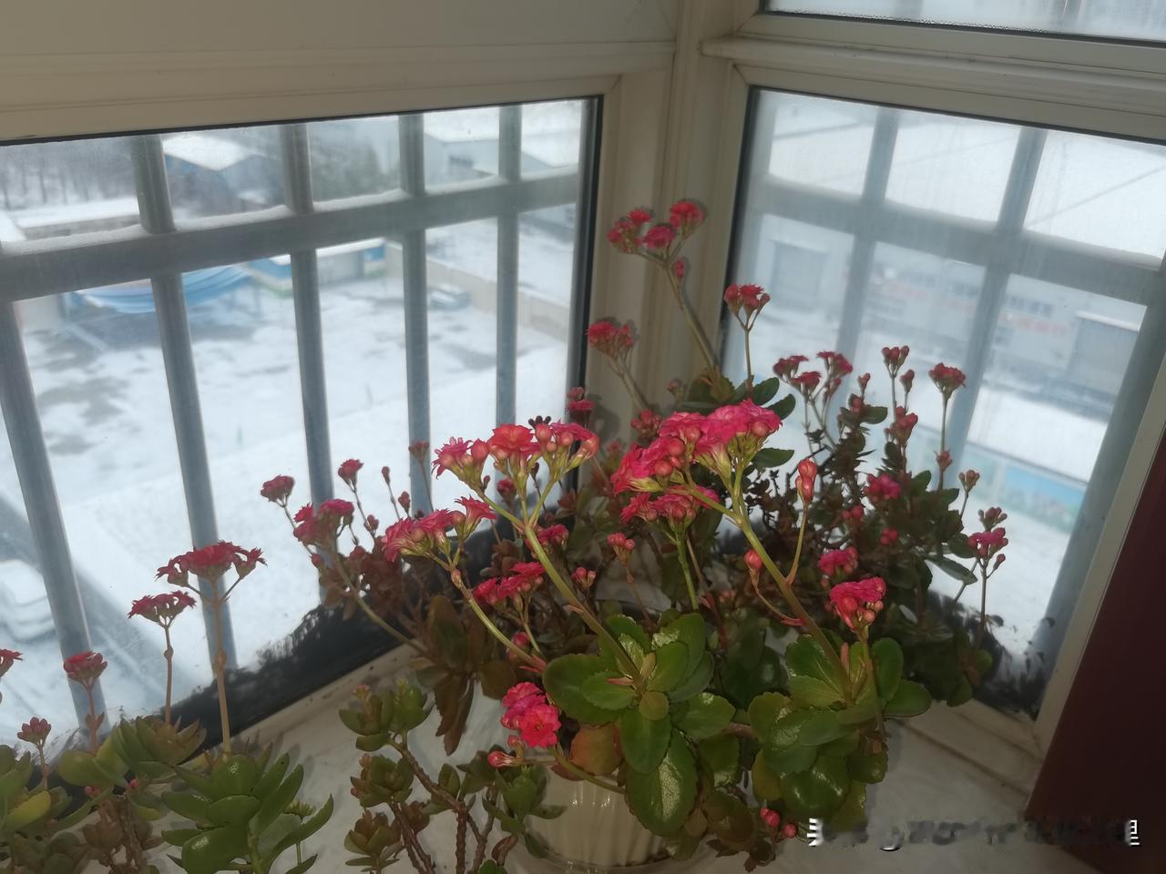 2026年的第一天，窗外白雪皑皑，室内鲜花怒放。