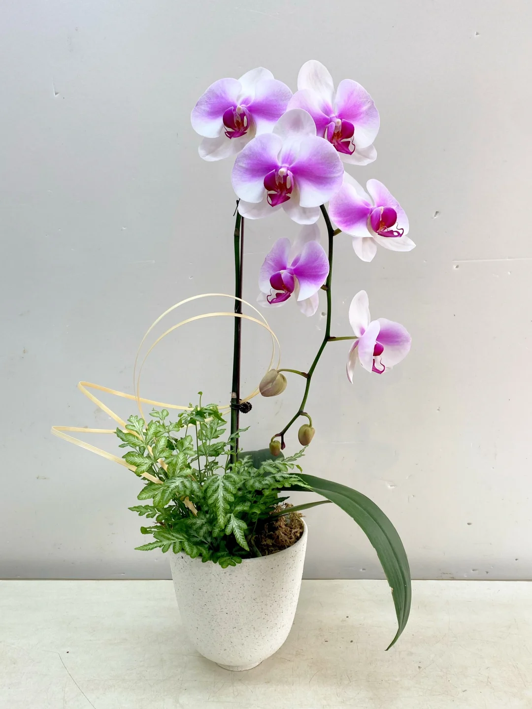 婚纱蝴蝶兰