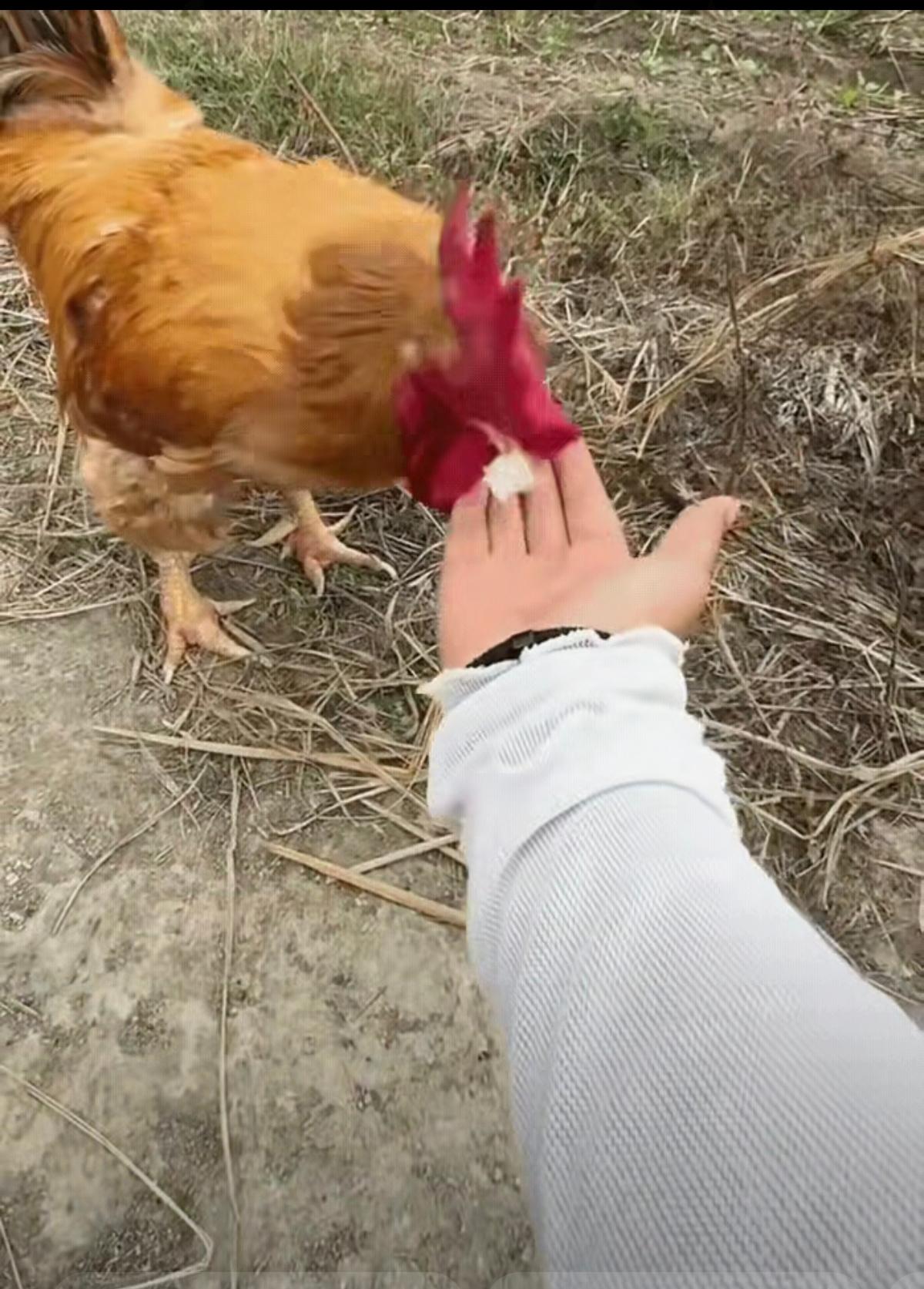万万没想到！江西一女子在家喂鸡，手里的米饭递到大公鸡嘴边，它居然扭头不吃，反倒把