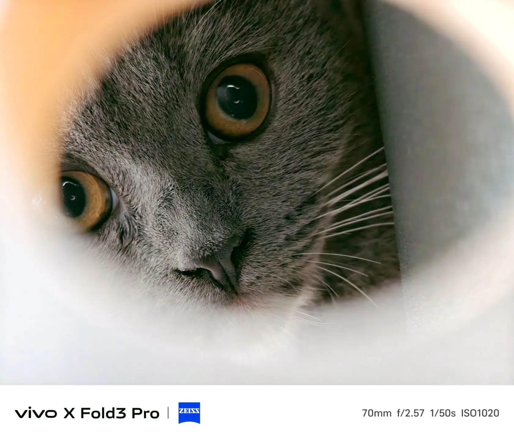 猫眼。     听说这个BGM能上热门，猫猫来了。