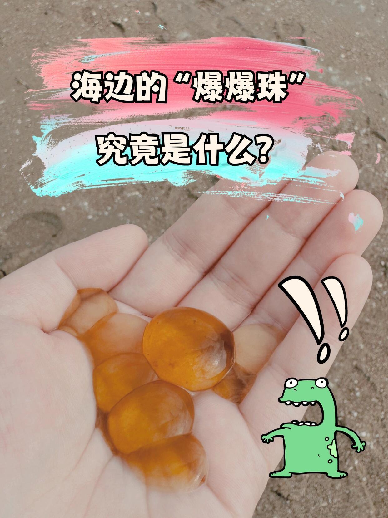 海边这种爆爆珠不建议rua 沿海的“爆爆珠”到底是什么？🔎球形棕囊藻这些“爆爆