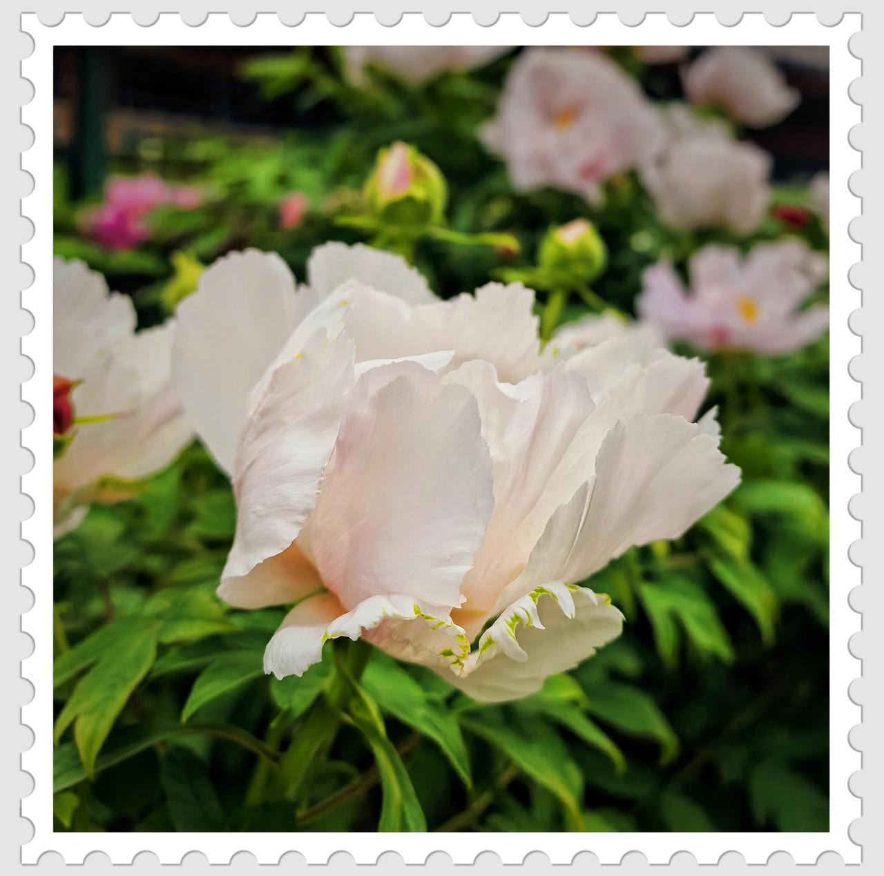 分享一张随手拍的花。牡丹花开时