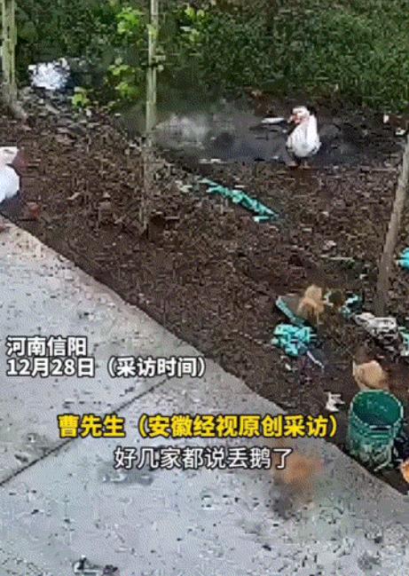 挺吓人的，河南，一男子在其家中散养了几只大鹅，但一个月前，男子发现这其中一只18