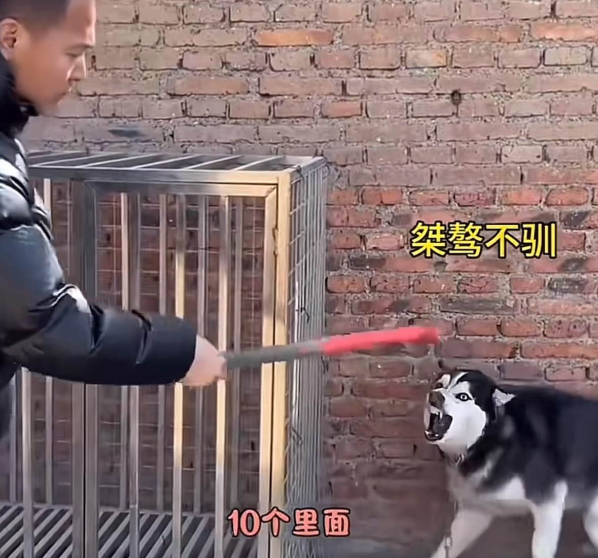 训犬师谈网红狗艾特洗澡死亡 双方都有不同的说辞啊 可是对狗来说真的很残忍… 