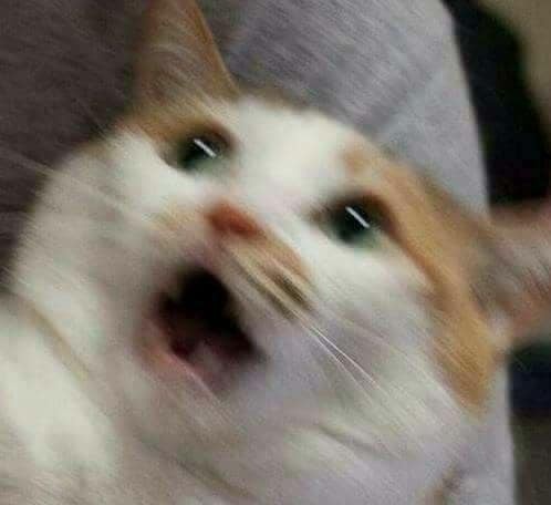 模糊猫猫 ​​​