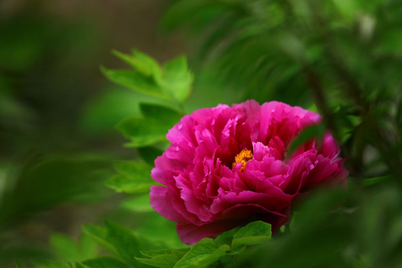 春风温柔，草木温柔。
满目青绿，花开正好，人间皆是温柔景致。
风有暖意，景有诗意