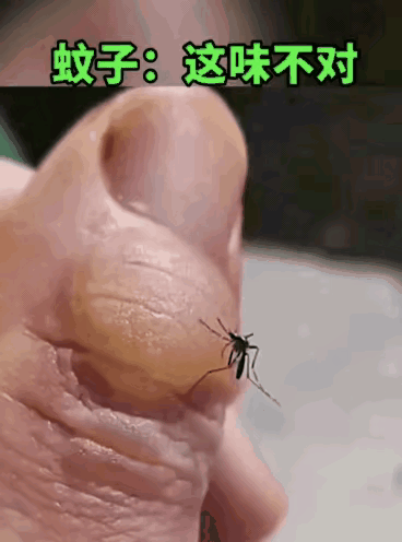别蚊吸的是血，这只蚊子吸的是脓，饥不择食害的是自己呀。