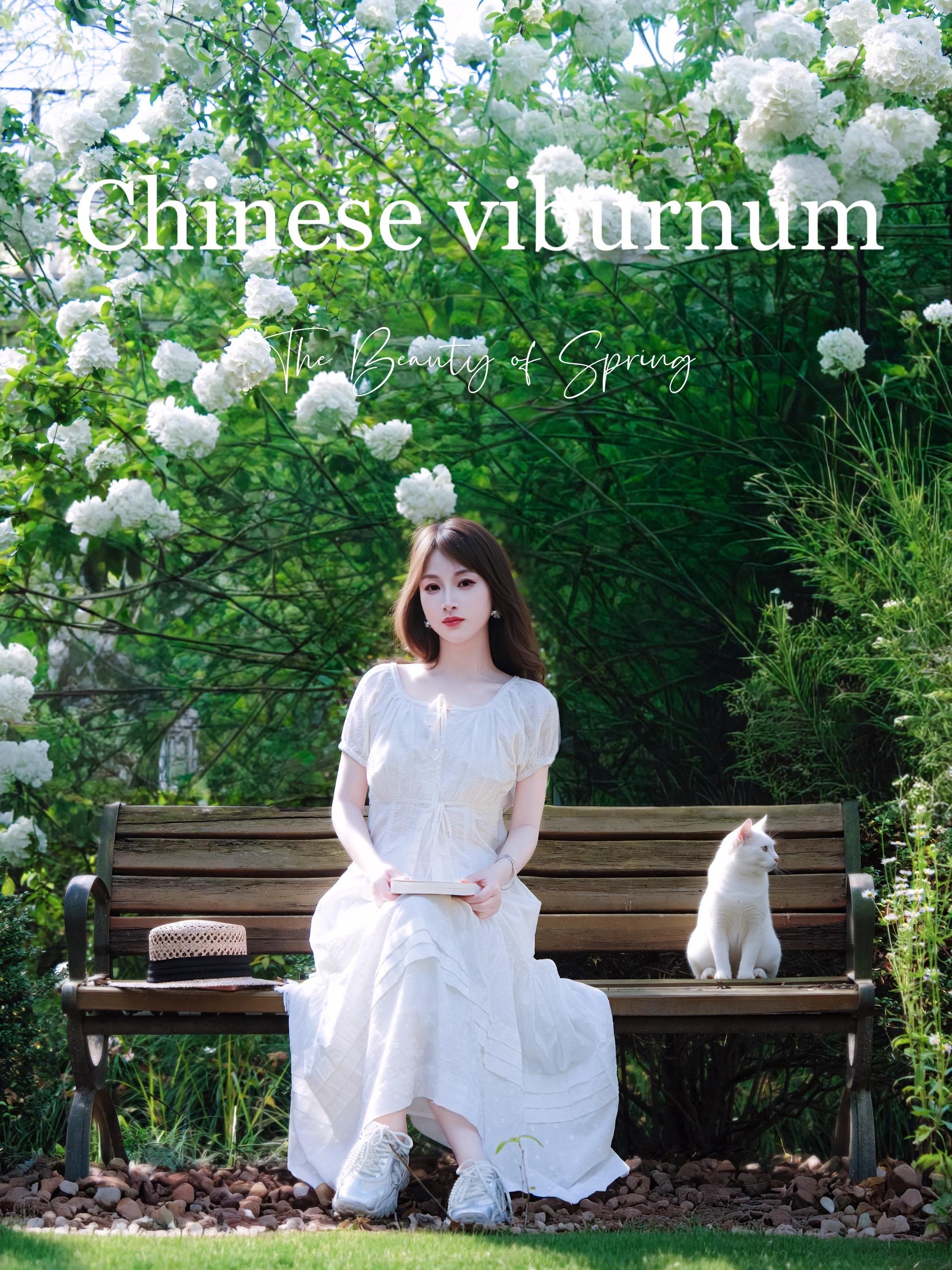 废墟里的木绣球，一半荒凉一半浪漫！专程来蓝美庄园拍木绣球写真，心情很复...