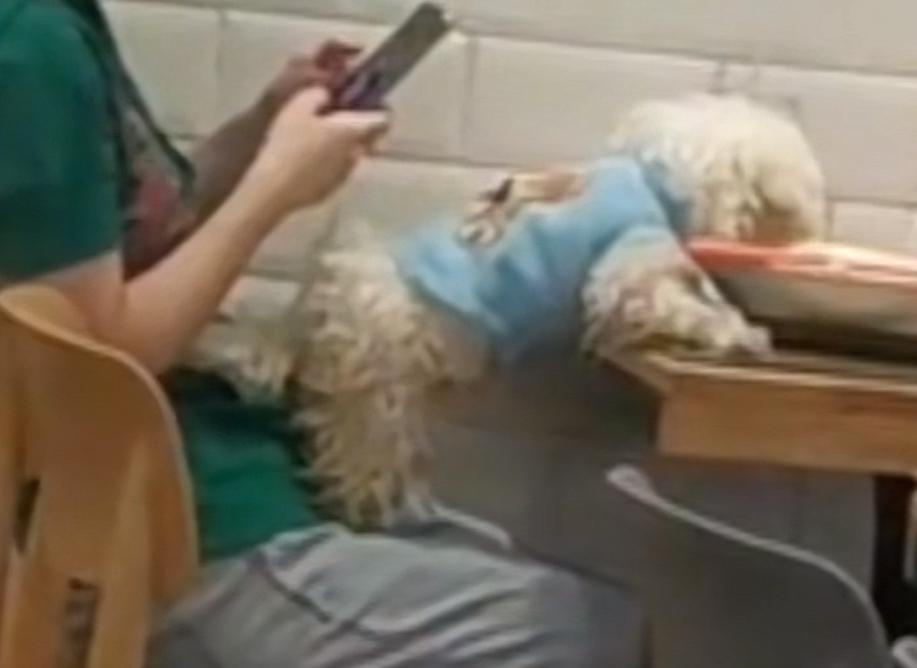 又一起宠物上桌吃饭事件！而跟以往不同的是，这次饭店老板的嘴很硬！
事情的经过也很