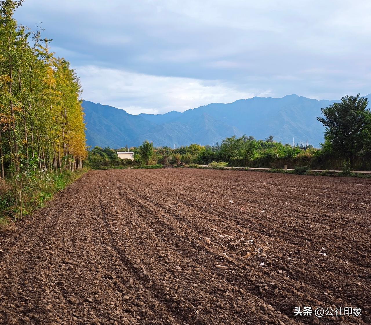 鄠邑乡野秋韵：夕阳染金，田野银杏入画来
 
秋日鄠邑乡间，晚风悄悄带来秋意。夕阳