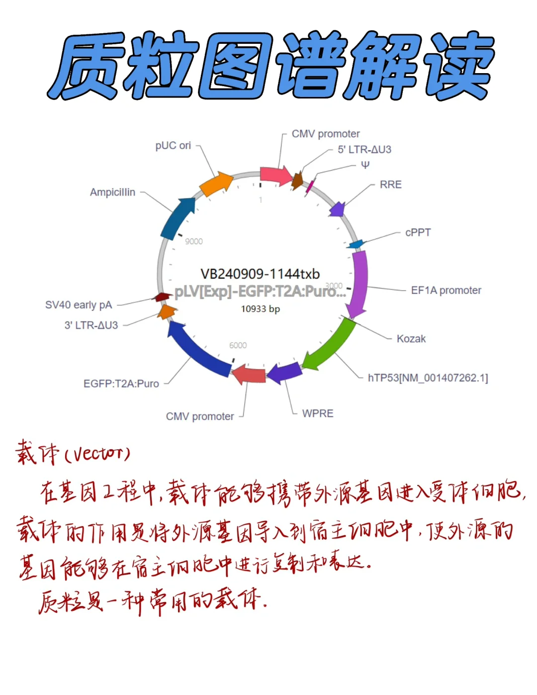 质粒图谱解读及质粒构建❗
