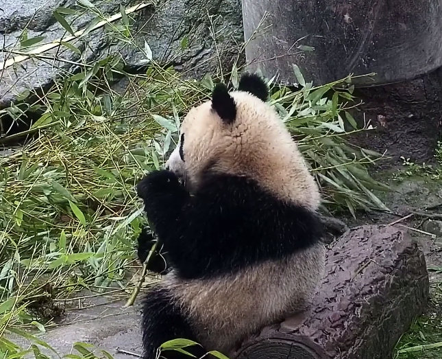 怡然崽这板板正正，人里人气的坐姿。🐼 