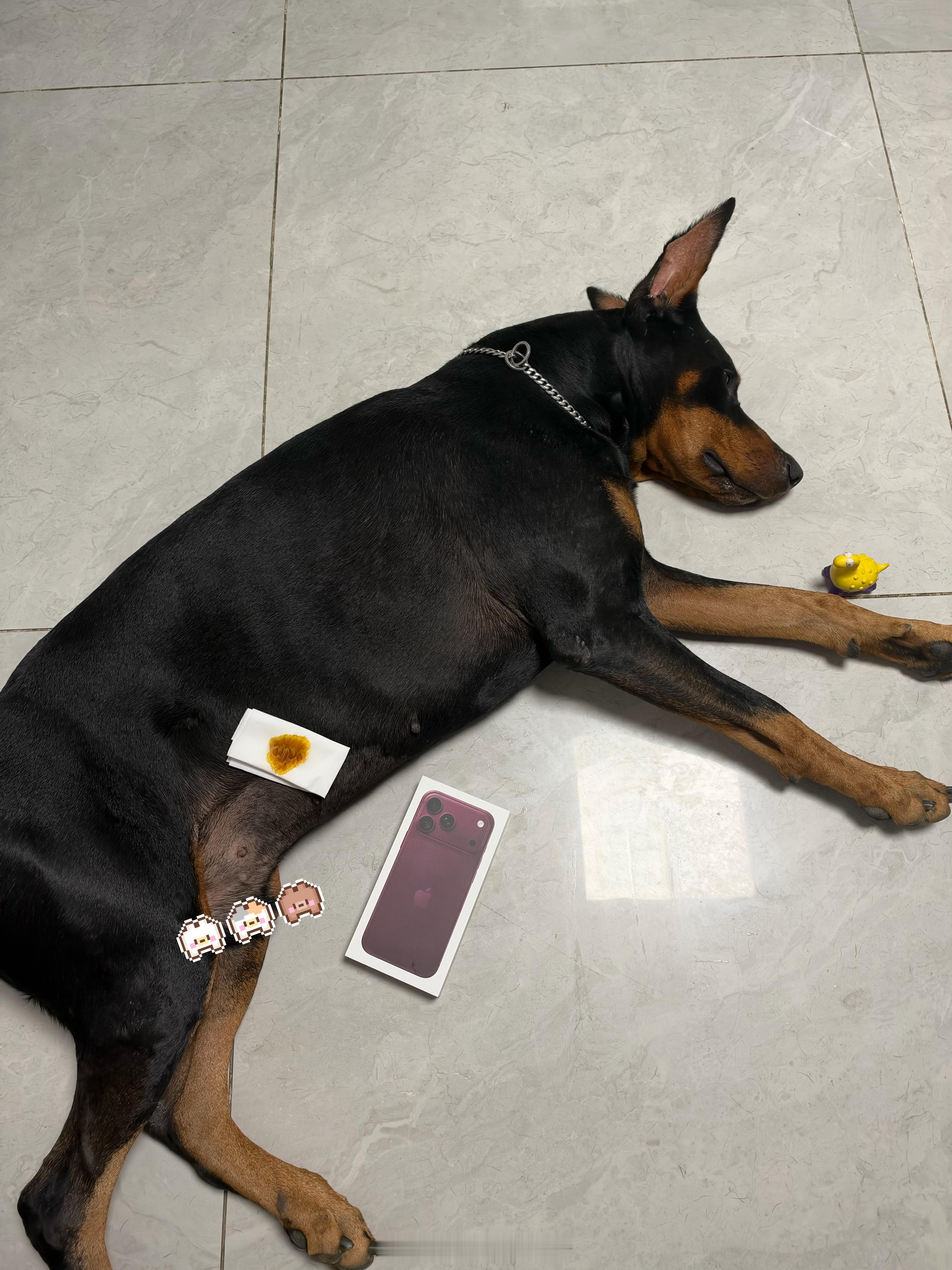 养狗一起 用狗一时 ​​​