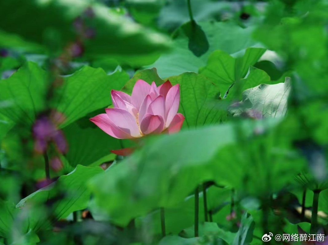 哲思呓语 人生如碗，什么都能承担，担得了山珍海味，也咽得了野菜粗粮；人生应如碗，