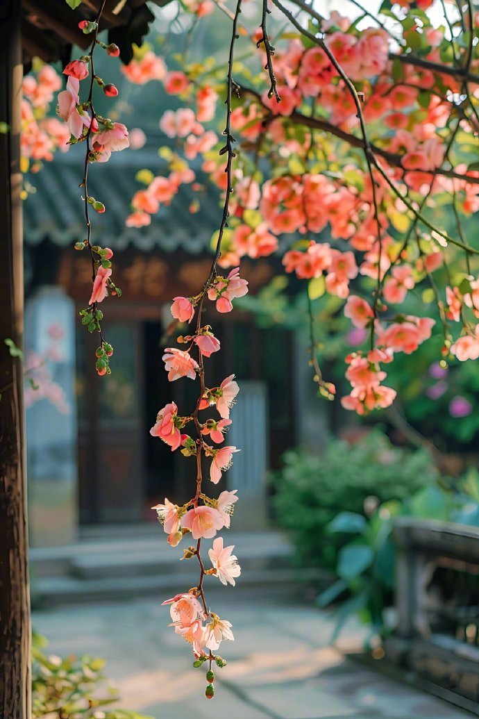 夕阳温柔，花很浪漫。 