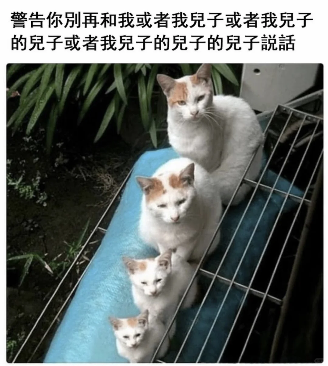小动物meme迷因搞笑图