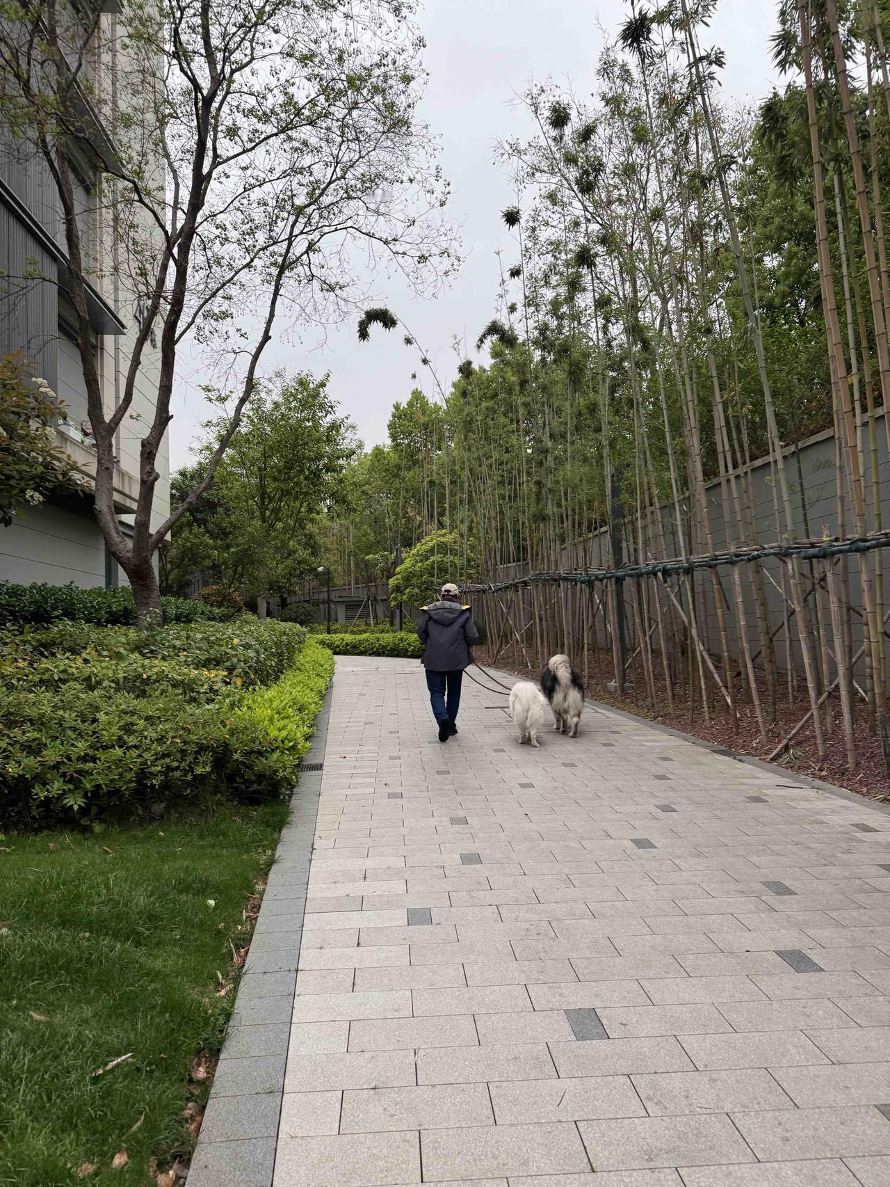 突然发现弄错了Happy出发的时间，最迟明天必须要带孩子去海关办理动物卫生证，现