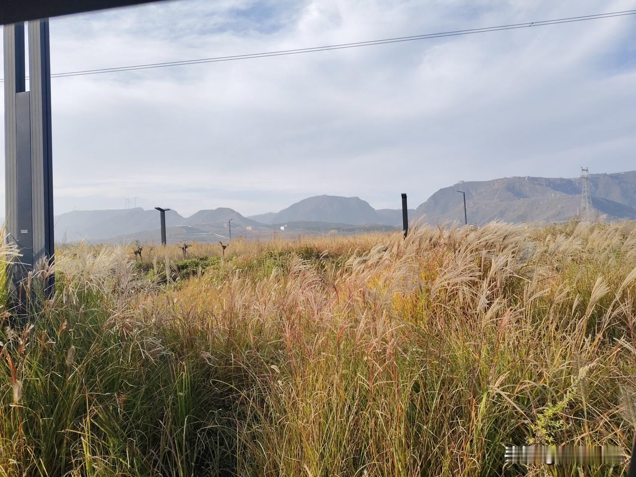 车窗框住的秋，是一捧毛茸茸的温柔。
 
车窗外的芒草正漫成季节的调色盘，浅金、柔