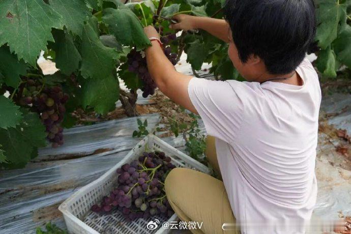 哈叭沟葡萄纳入起步区太平优品品牌 太平街道将哈叭沟葡萄纳入“太平优品”区域公共品