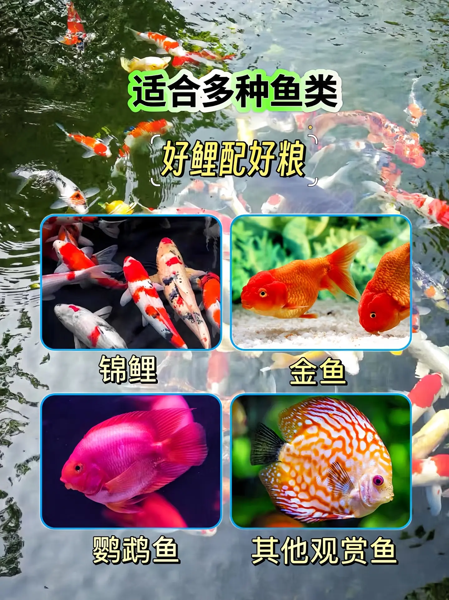 1.营养全面：包含蛋白质、维生素、矿物质等多种营养成分，能满足锦鲤不同...