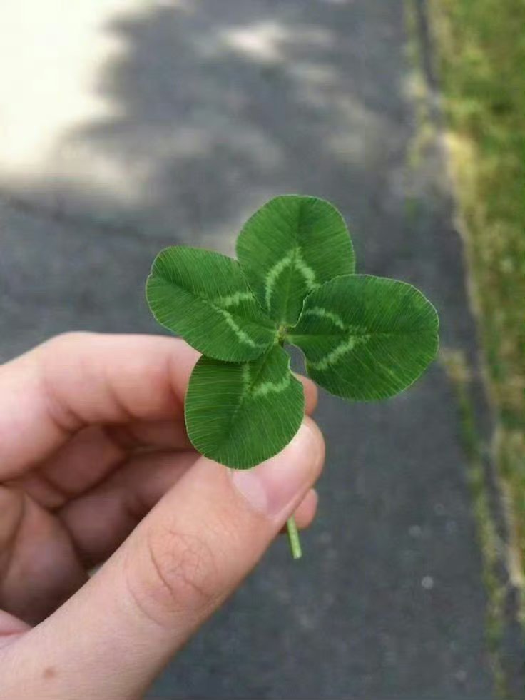 刷到的，转发这朵好运四叶草！好运无限！ 