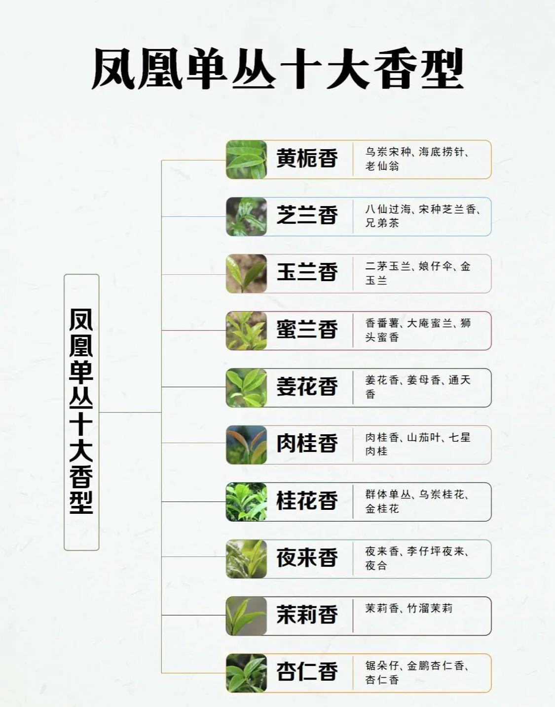 一文带你了解凤凰单丛十大香型，建议收藏！
