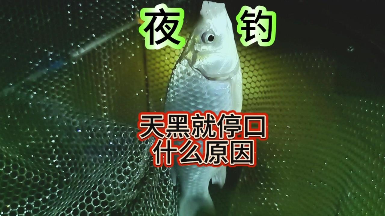🌟夜钓时，一到天黑就停口，是自然现象。主要原因是天色从亮到暗，鱼类从视觉觅食改