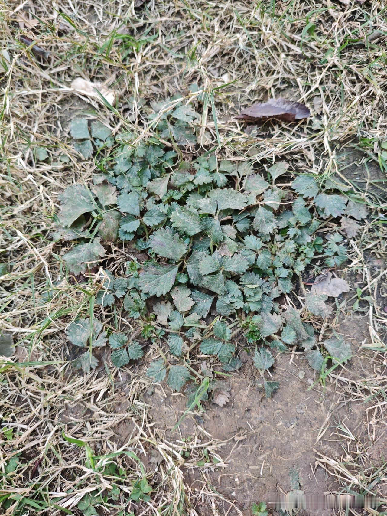 猜猜是什么植物？