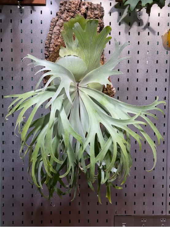 [太阳]越丑越值钱？巴掌大无土挂板鹿角蕨标价百万！野生是保护植物碰不得，畸形变异