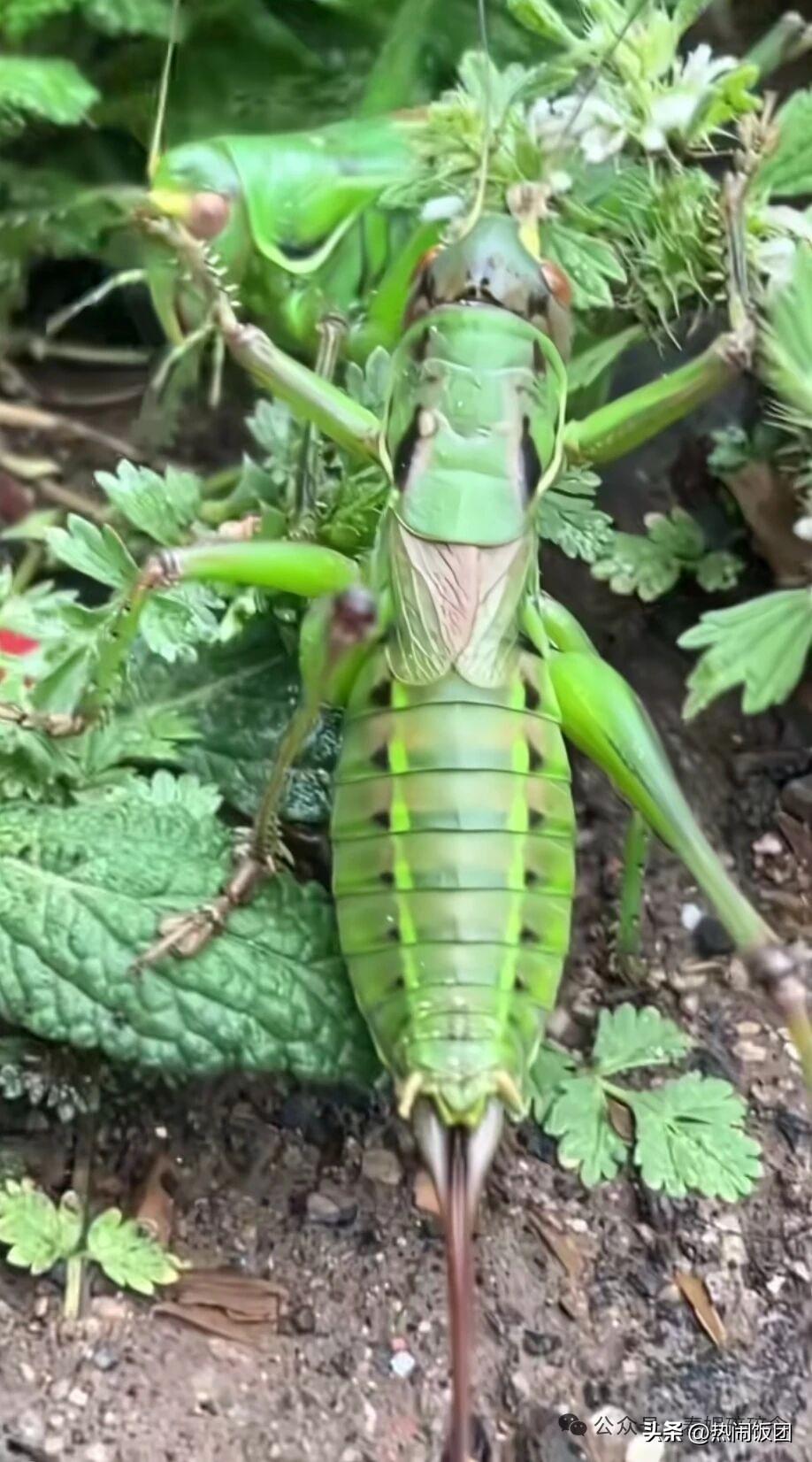 对于生于六十年代末、七十年代初的那代人而言，夏末秋初的记忆里，总缺不了几声清脆的