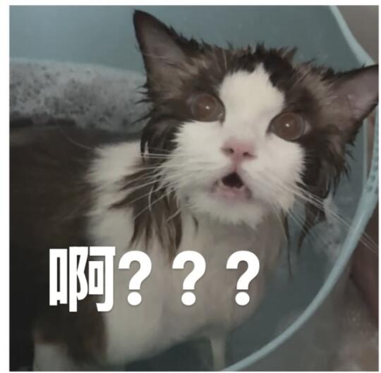 啊？？？哈？？？？