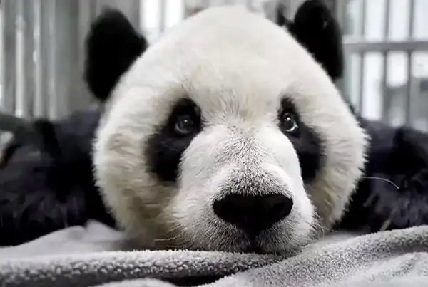 #丫丫回家后吃饭吃得好香#关注丫丫的同时也请关注一下旅台大熊猫吧……丫丫现在二十